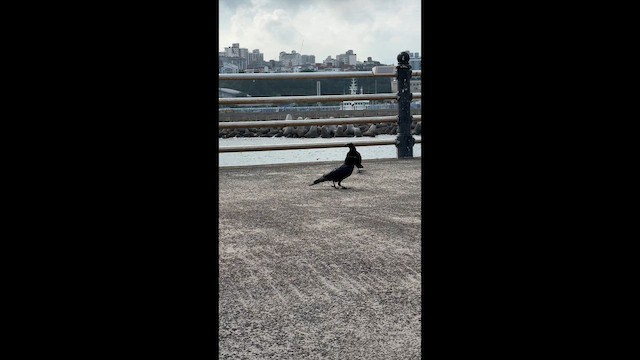 Large-billed Crow - ML641572081