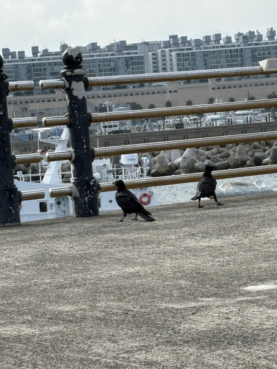 Large-billed Crow - ML641572083