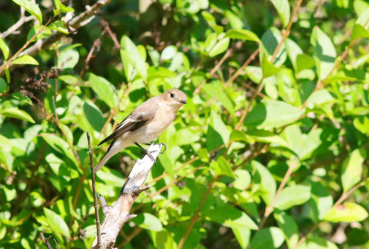 European Pied Flycatcher - ML641572084