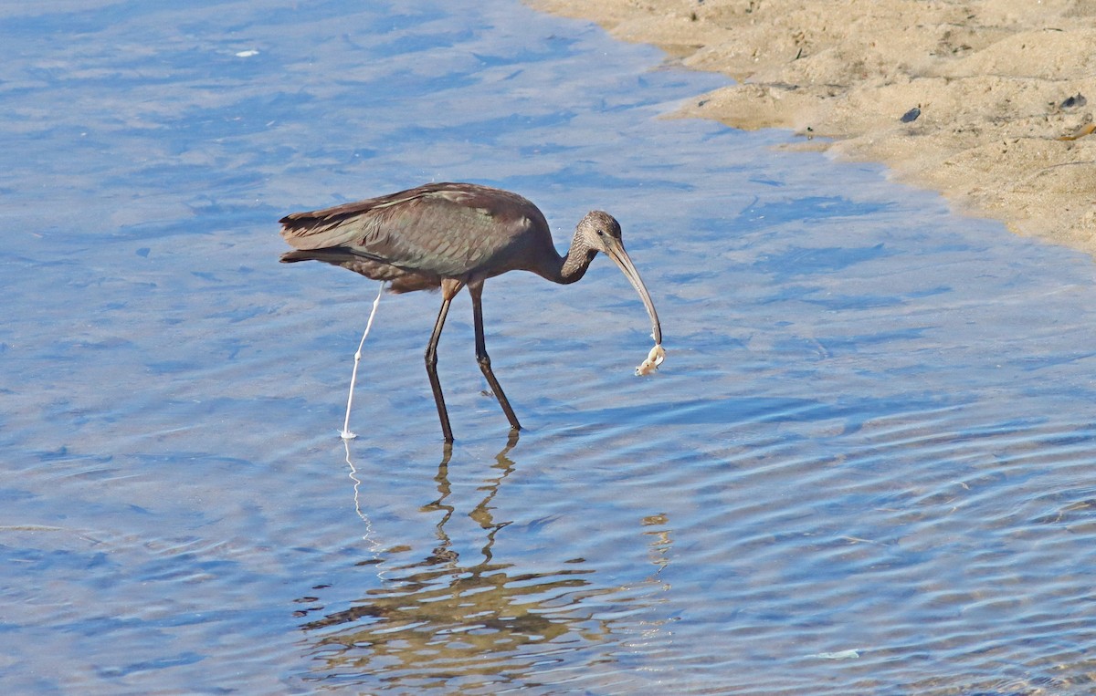 Glossy Ibis - ML641572102