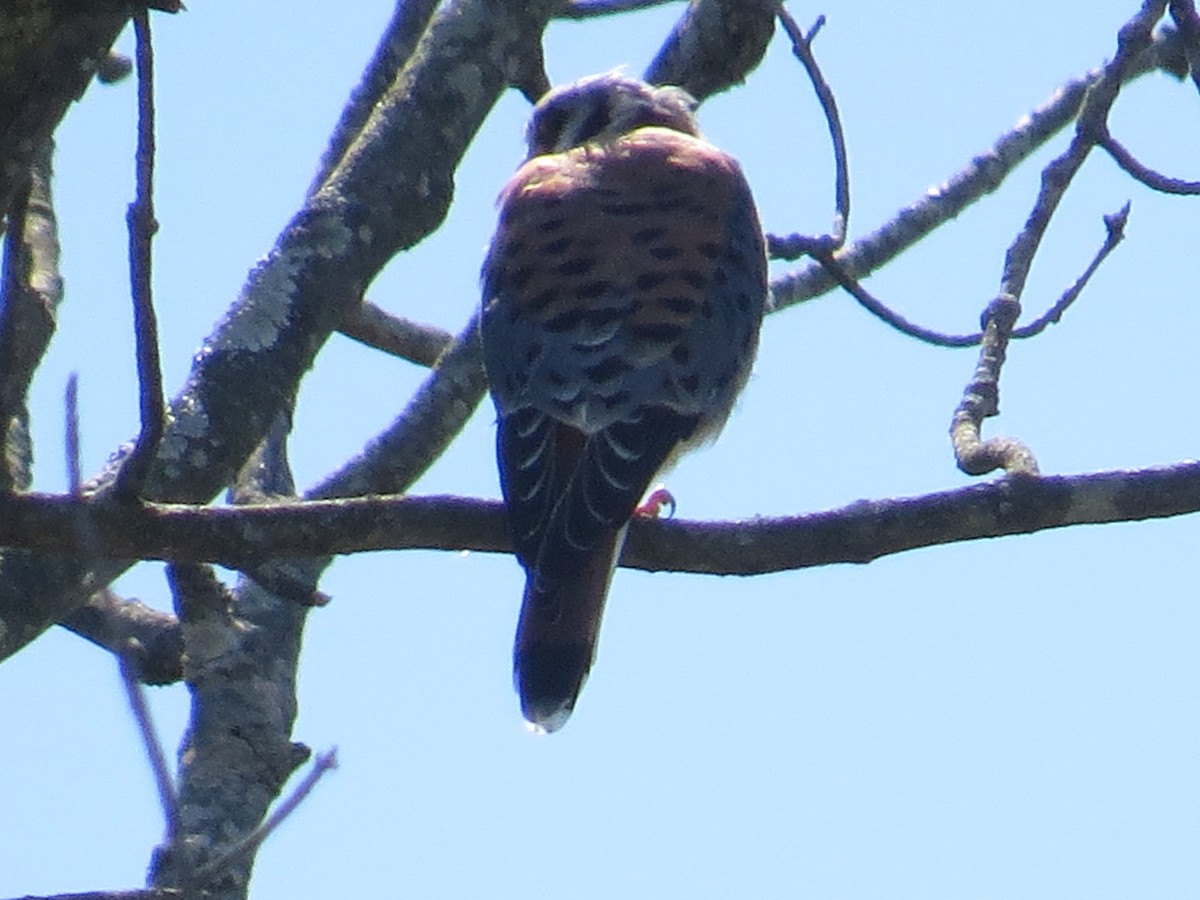 アメリカチョウゲンボウ - ML641572130