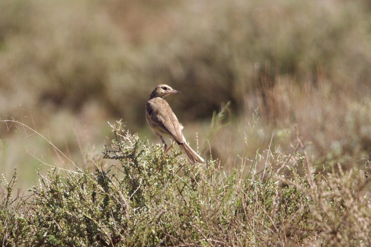 Buffy Pipit - ML641572148