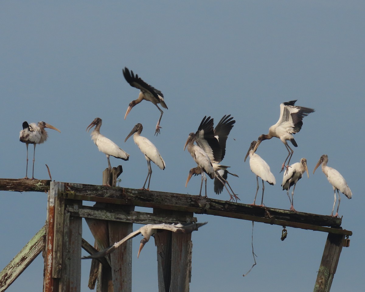 Wood Stork - ML641572188