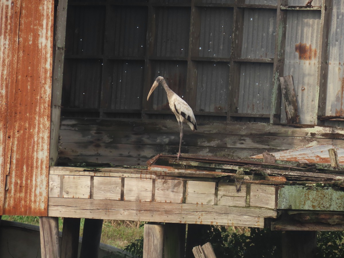 Wood Stork - ML641572189