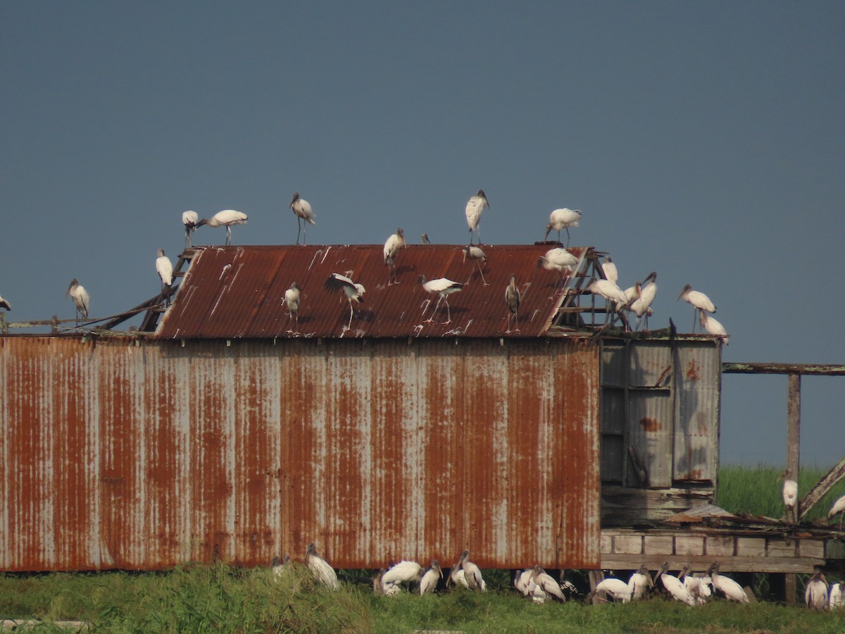 Wood Stork - ML641572192