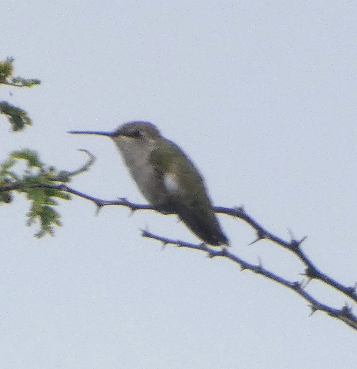 Black-chinned Hummingbird - ML641572219
