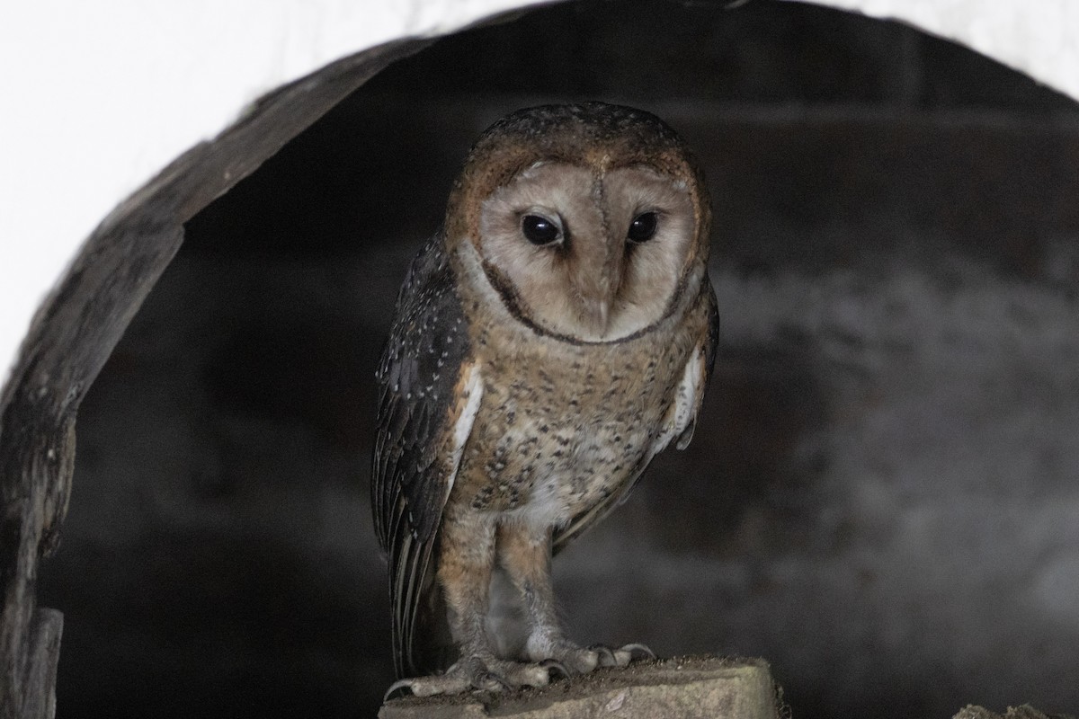 American Barn Owl (Galapagos) - Patrick Sysiong