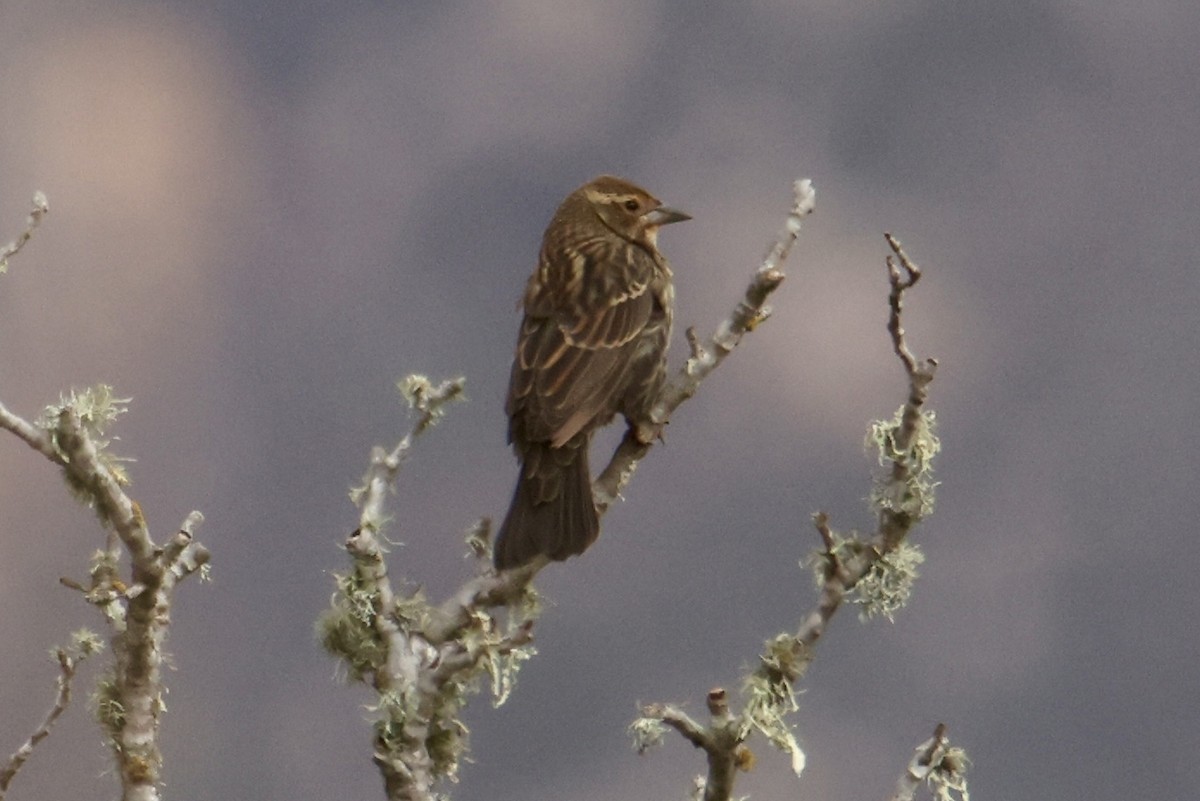 Red-winged Blackbird - ML641572226