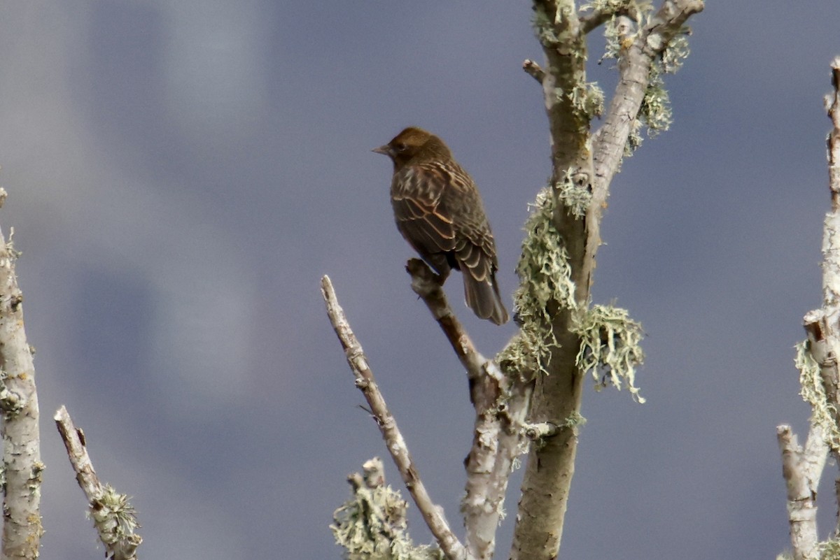 Red-winged Blackbird - ML641572227