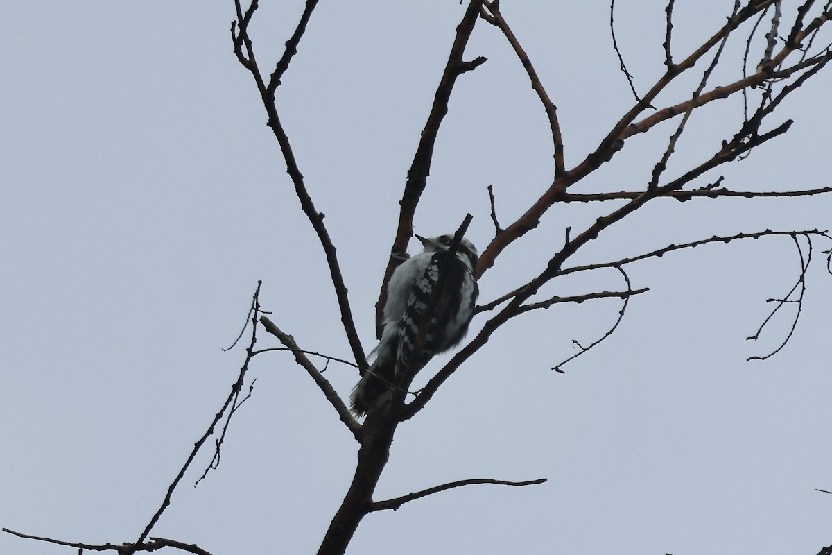 Downy Woodpecker - ML641572228