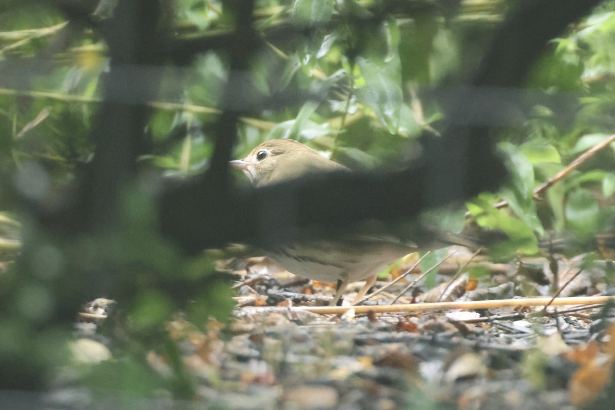 Ovenbird - ML641572231