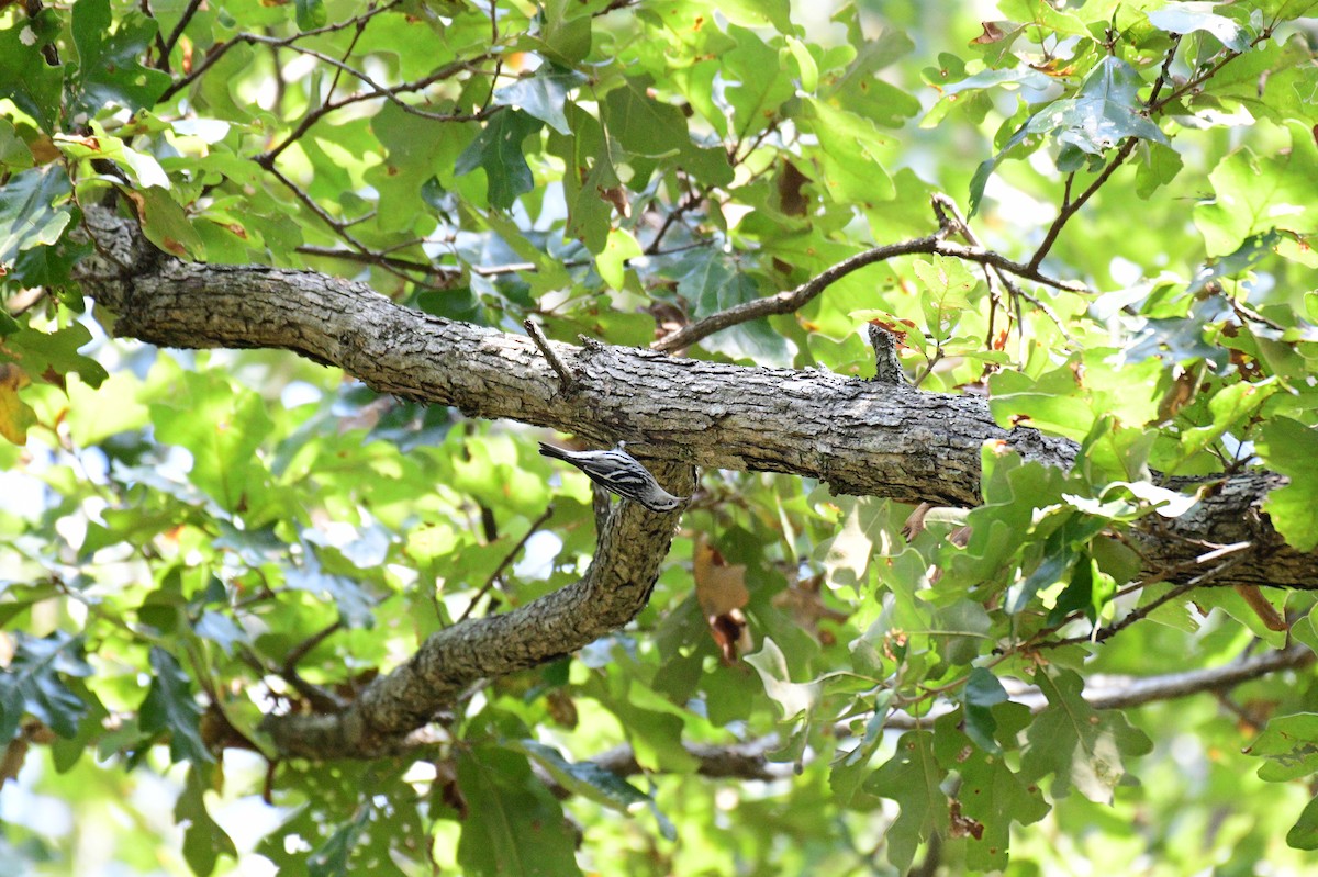 Black-and-white Warbler - ML641572235