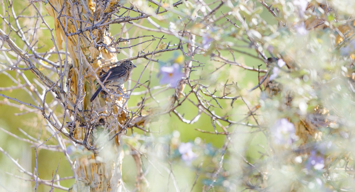 Varied Bunting - ML641572239