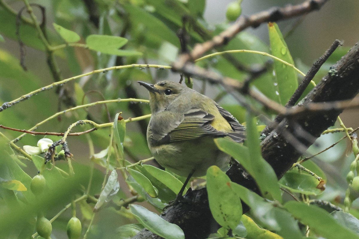 Cape May Warbler - ML641572244