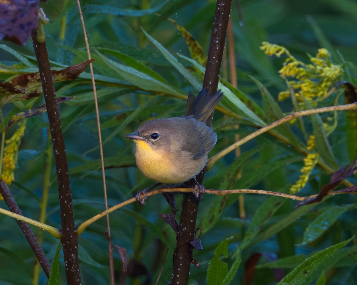 Common Yellowthroat - ML641572247