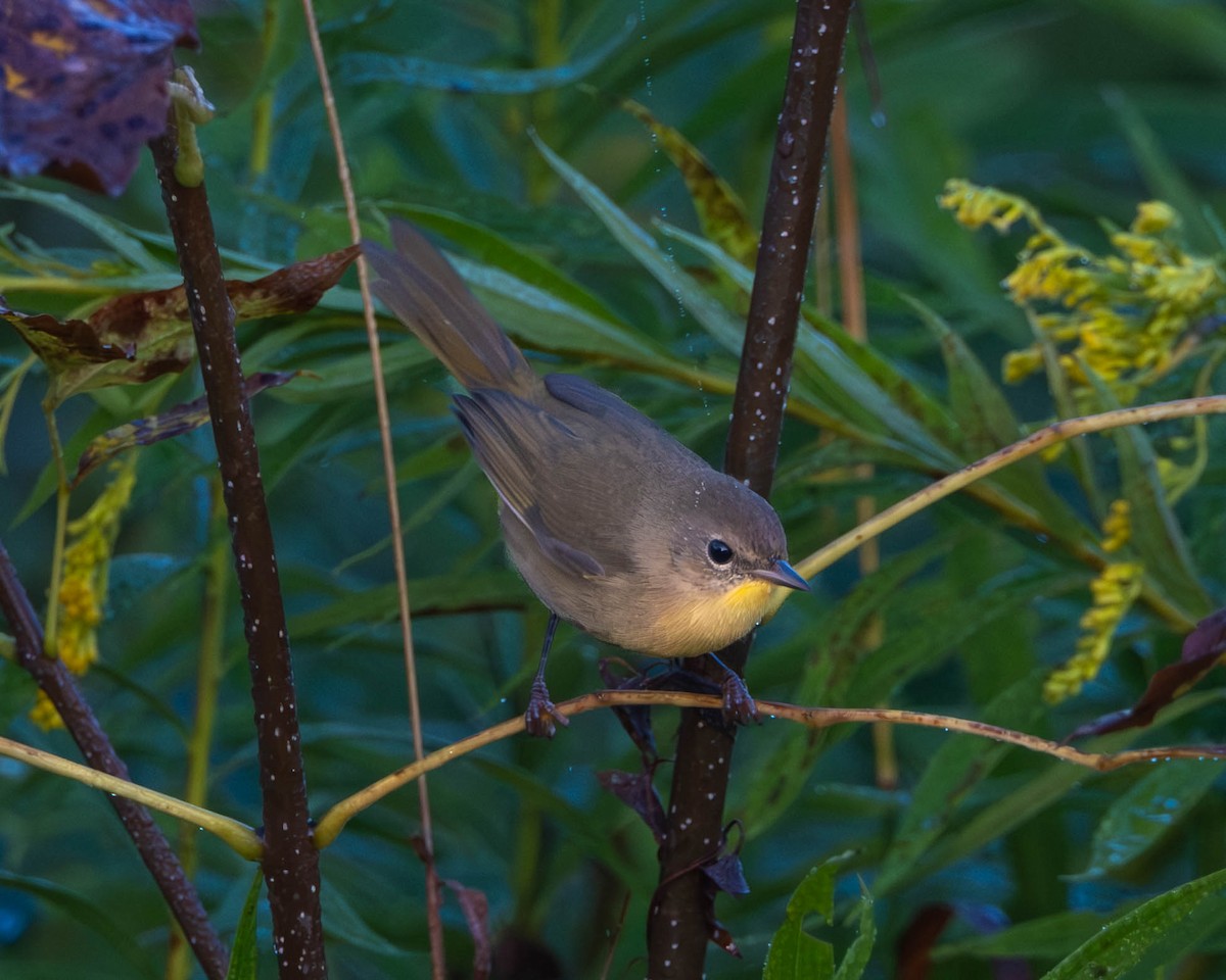 Common Yellowthroat - ML641572250