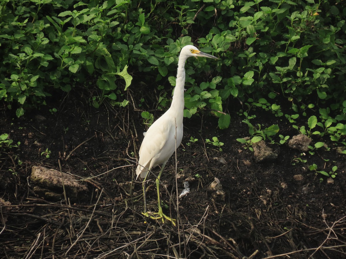 Snowy Egret - ML641572251