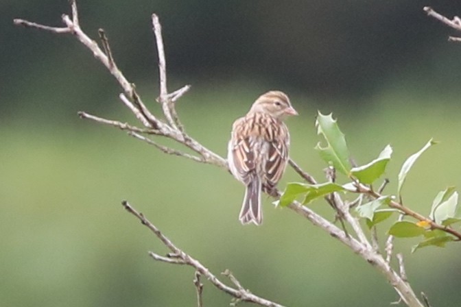 Chipping Sparrow - ML641572252