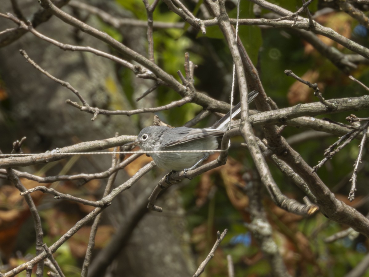 Blue-gray Gnatcatcher - ML641572268