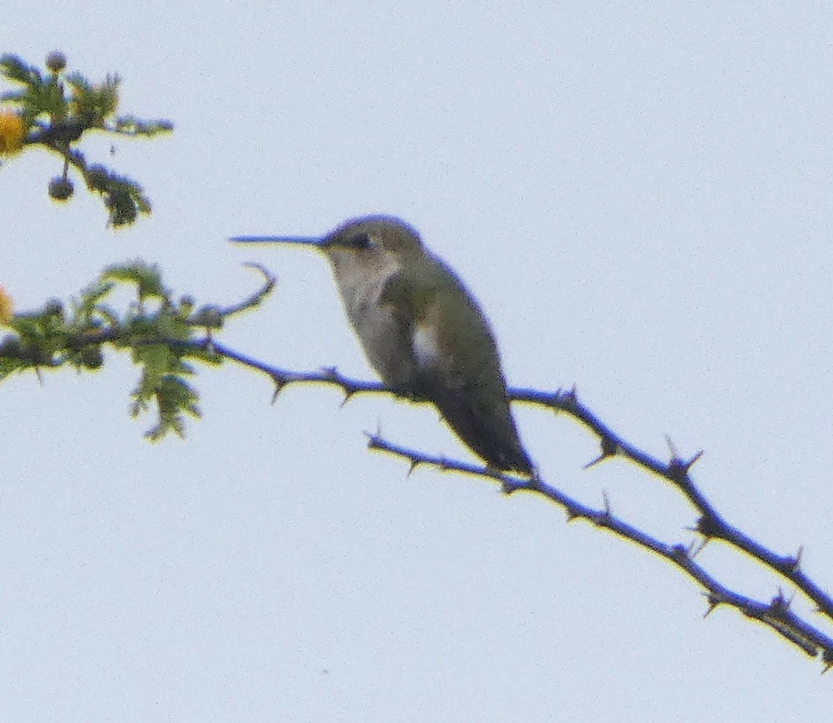 Black-chinned Hummingbird - ML641572338