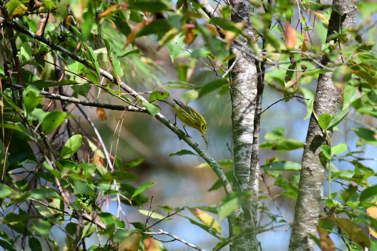 buskparula - ML641572353