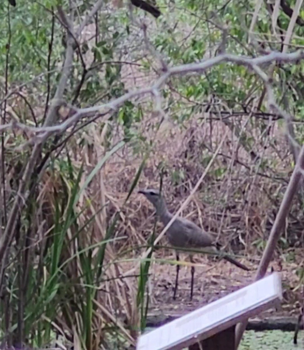 Black-legged Seriema - ML641572355