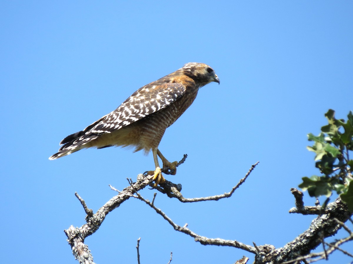 Red-shouldered Hawk - ML641572396
