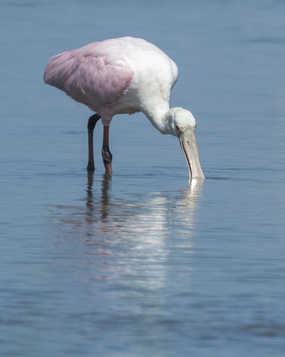 rosenskjestork - ML641572400