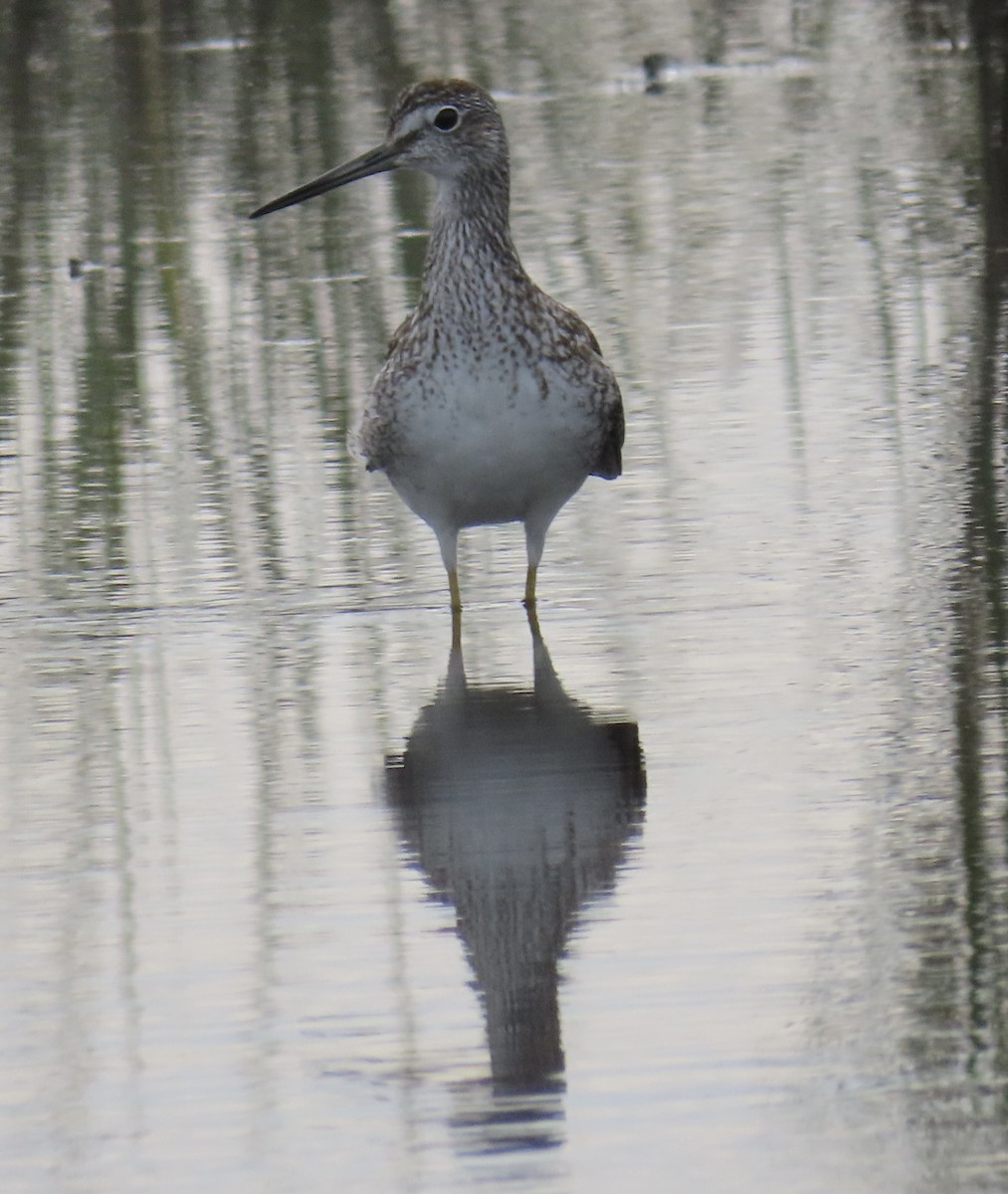 plystresnipe - ML641572410