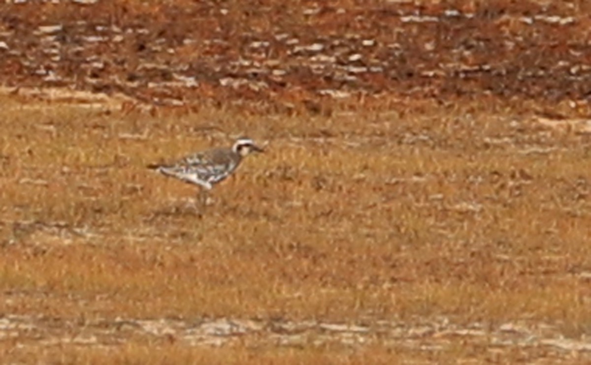 kanadalo - ML641572415