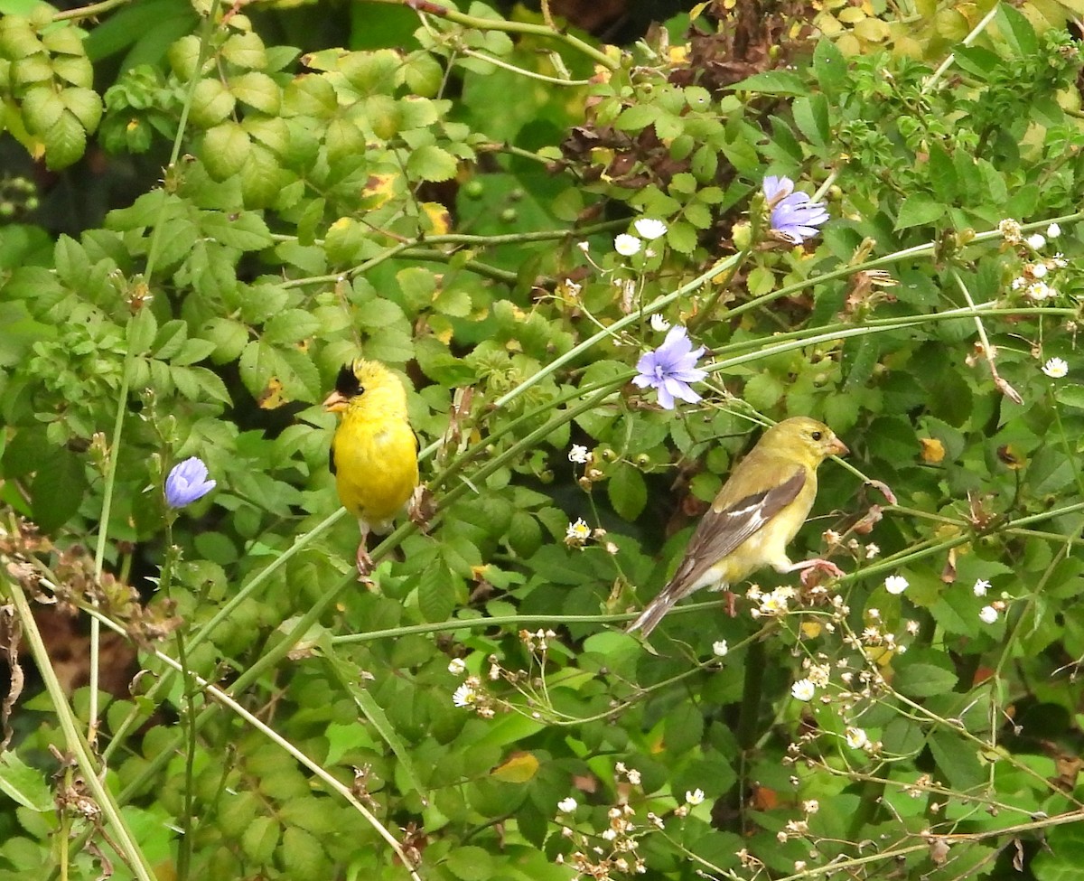 gulstillits - ML641572417