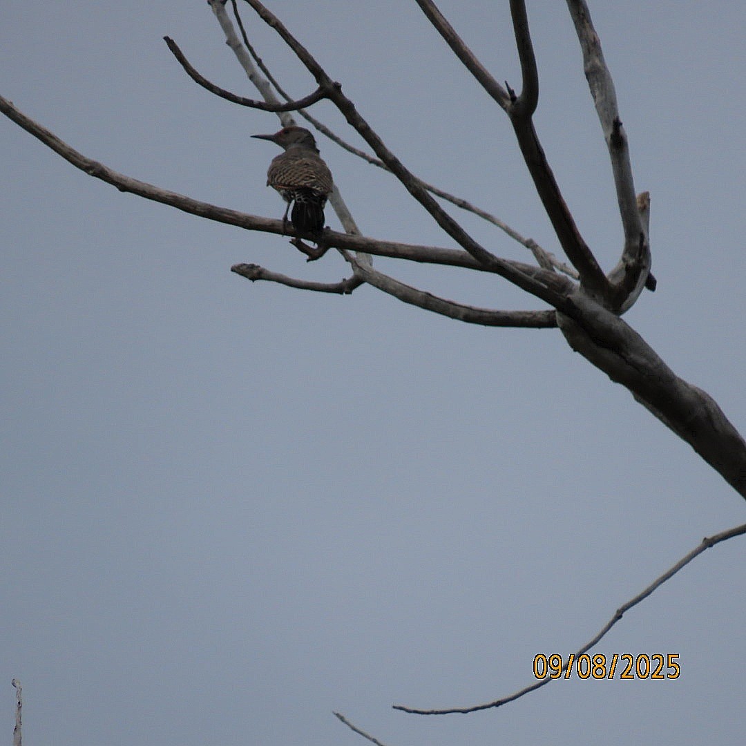 Northern Flicker - ML641572459