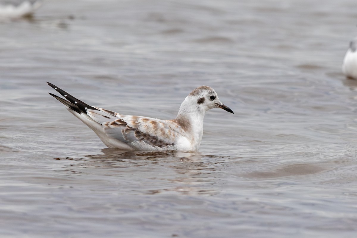 Bonaparte's Gull - ML641572473