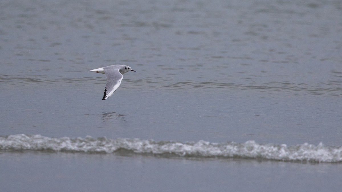 Bonaparte's Gull - ML641572476