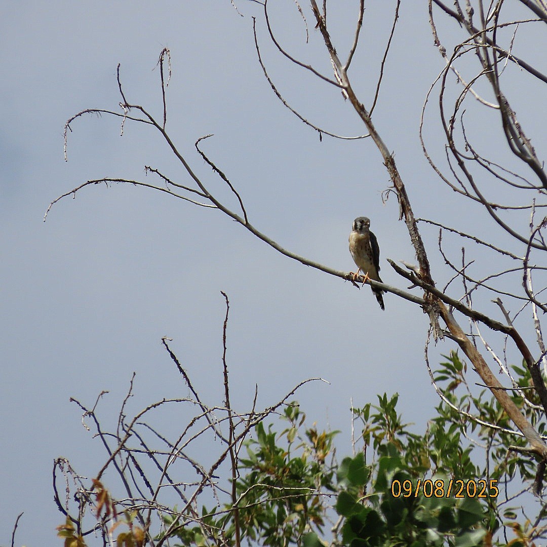 American Kestrel - ML641572480