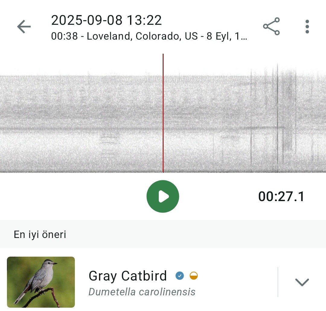Gray Catbird - ML641572538