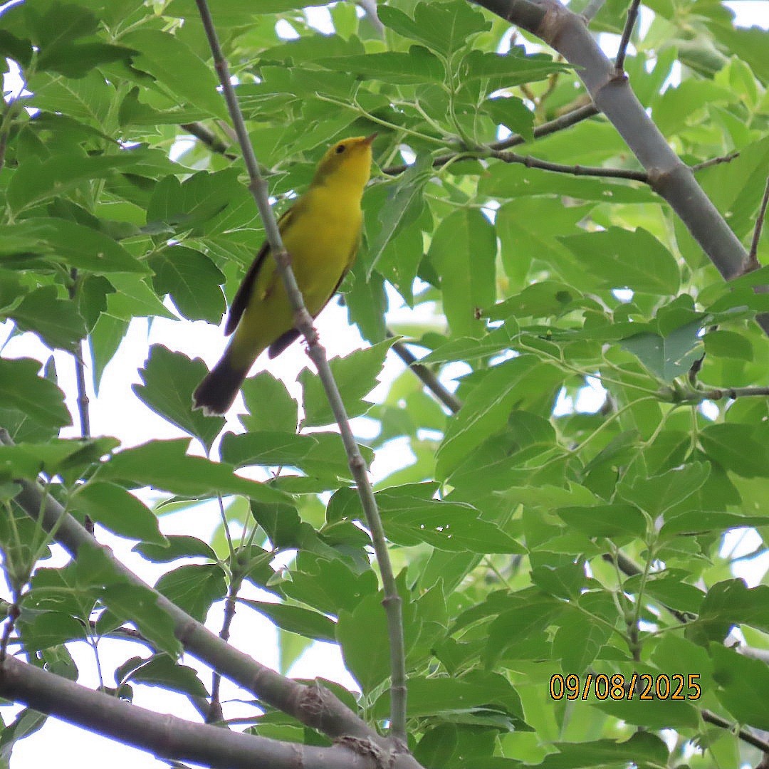 Wilson's Warbler - ML641572552