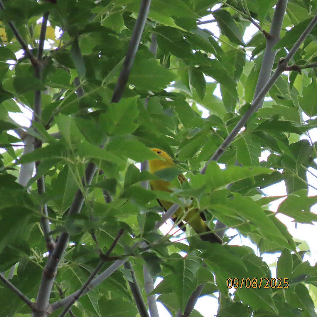 Wilson's Warbler - ML641572553