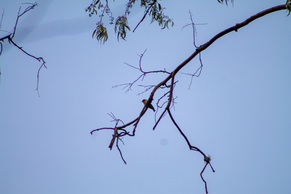 Olive Warbler - ML641572592