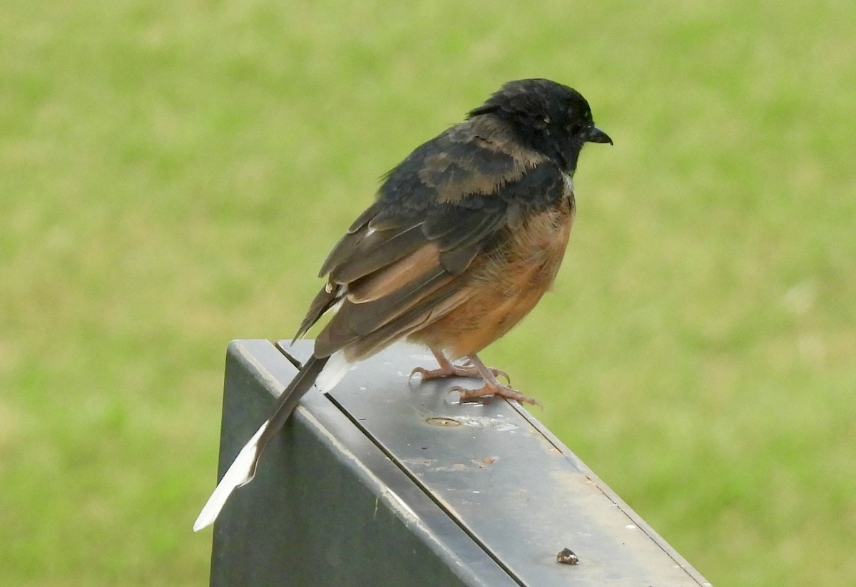 White-rumped Shama (White-rumped) - ML641572634