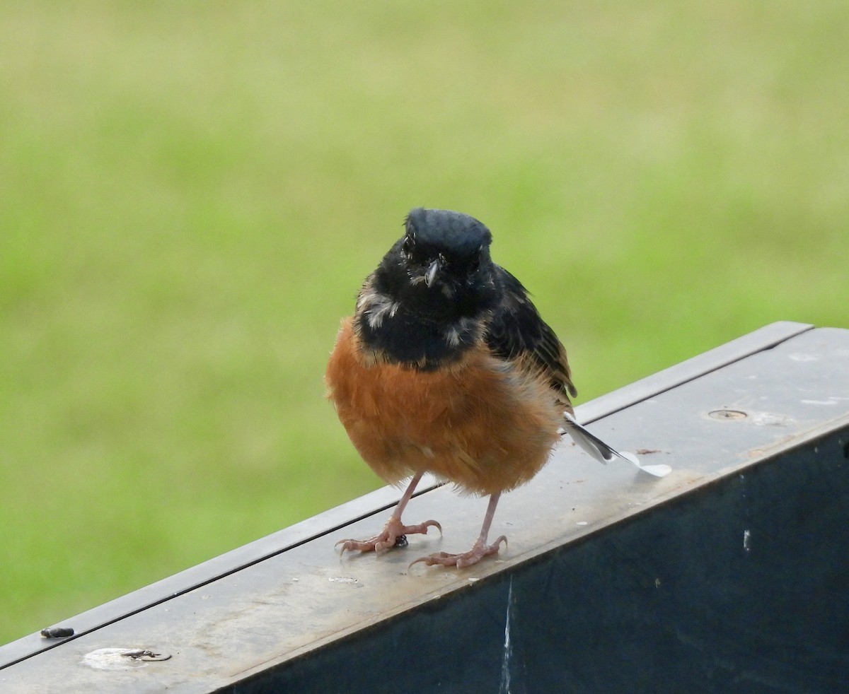 White-rumped Shama (White-rumped) - ML641572635