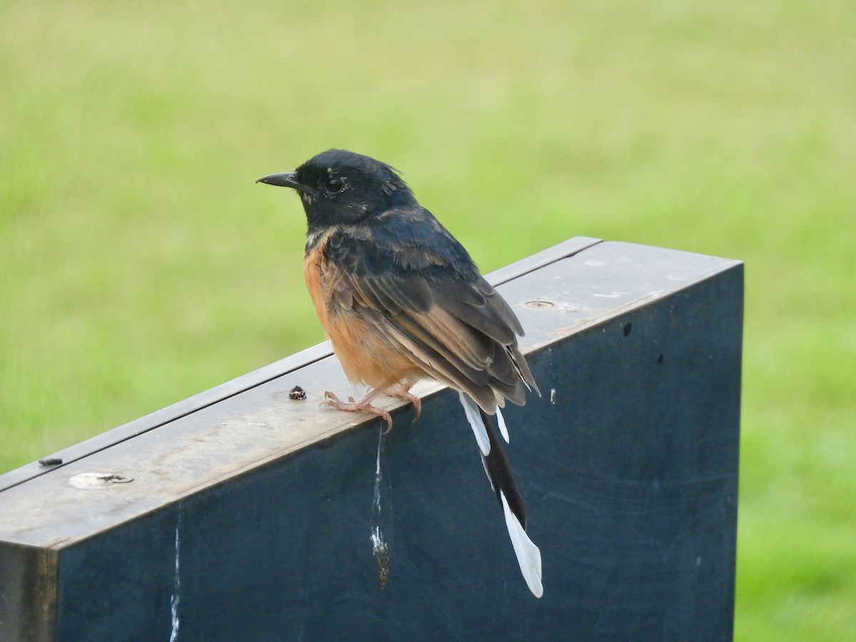White-rumped Shama (White-rumped) - ML641572637