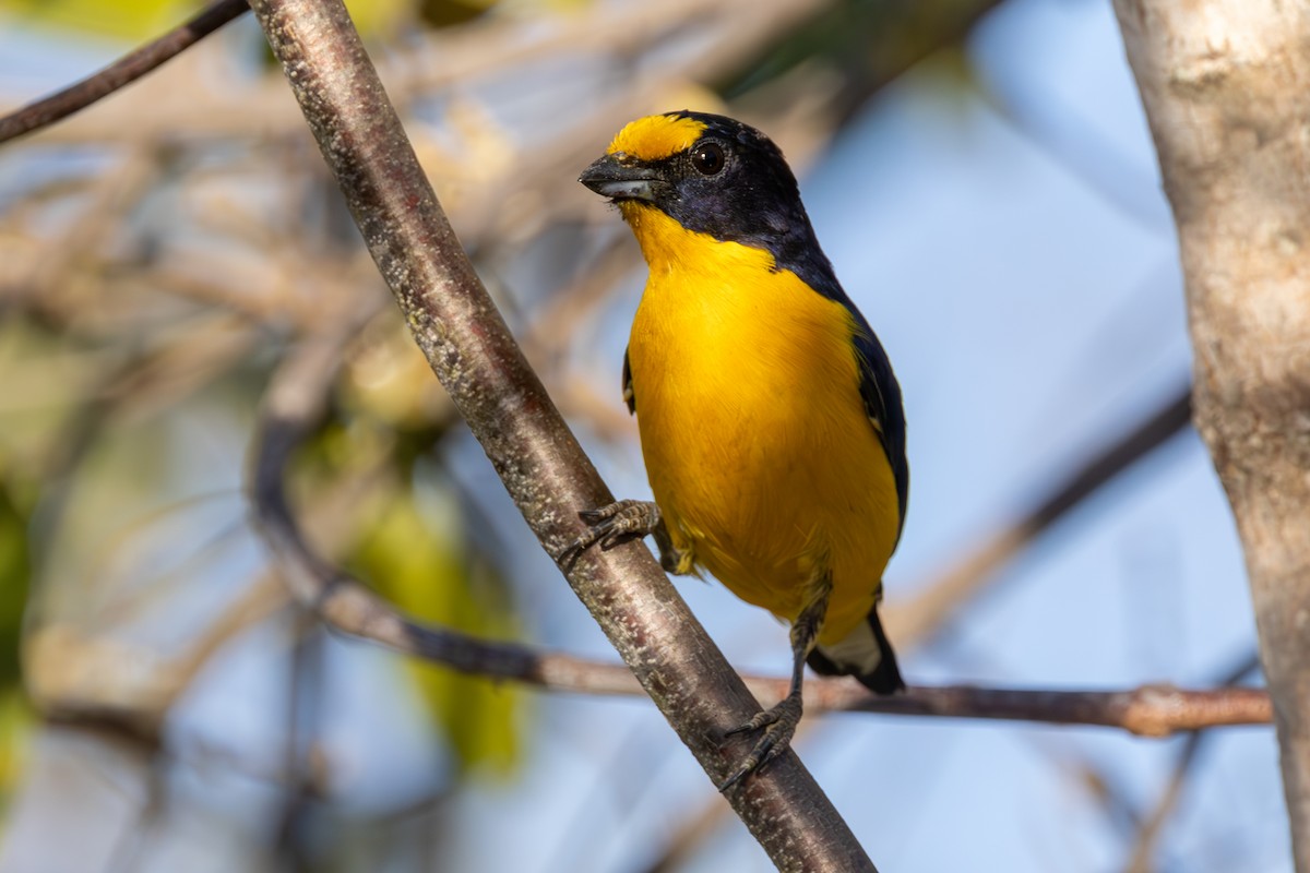 Violaceous Euphonia - ML641572652