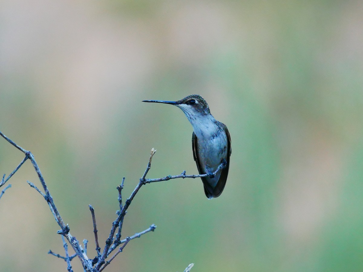 Black-chinned Hummingbird - ML641572676