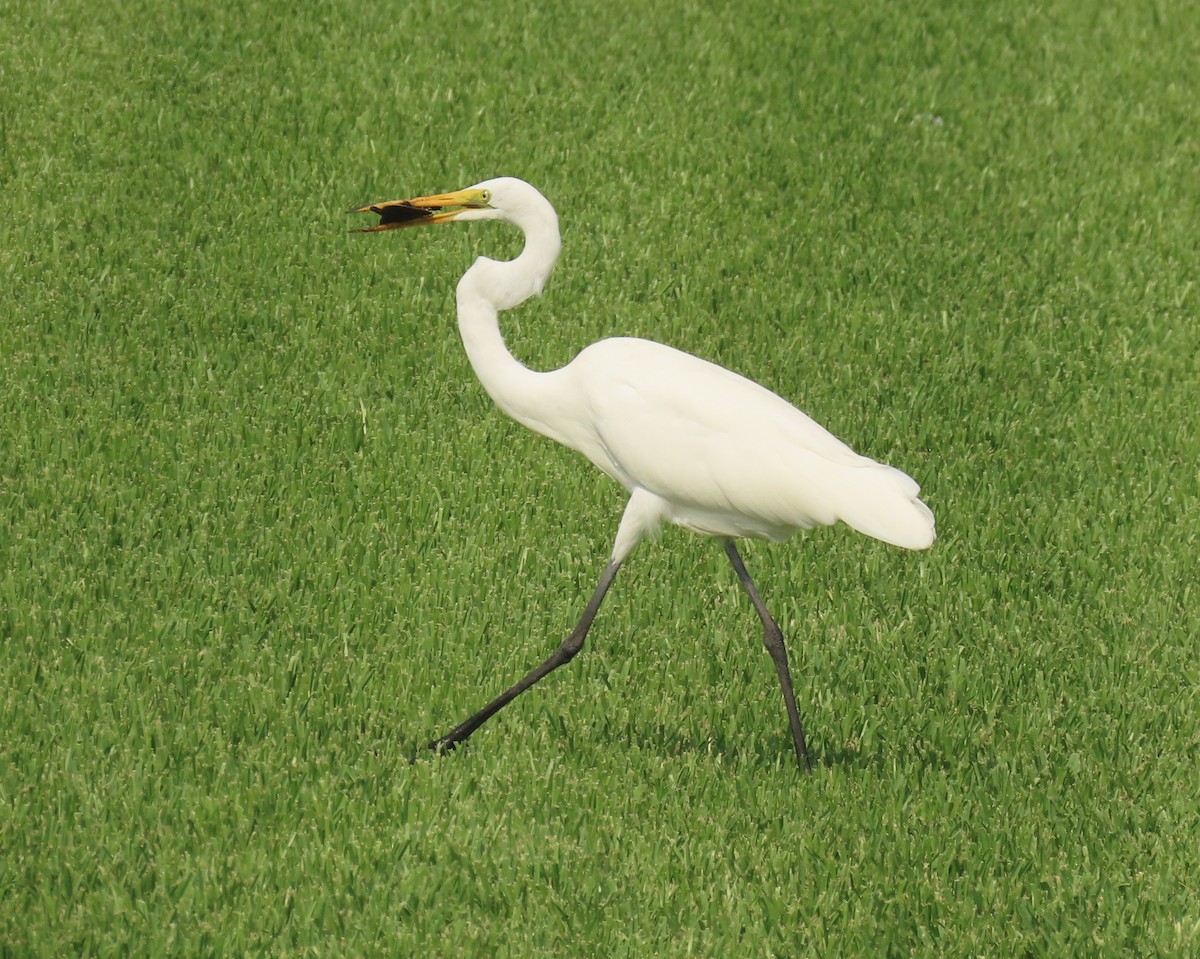 Great Egret - ML641572692