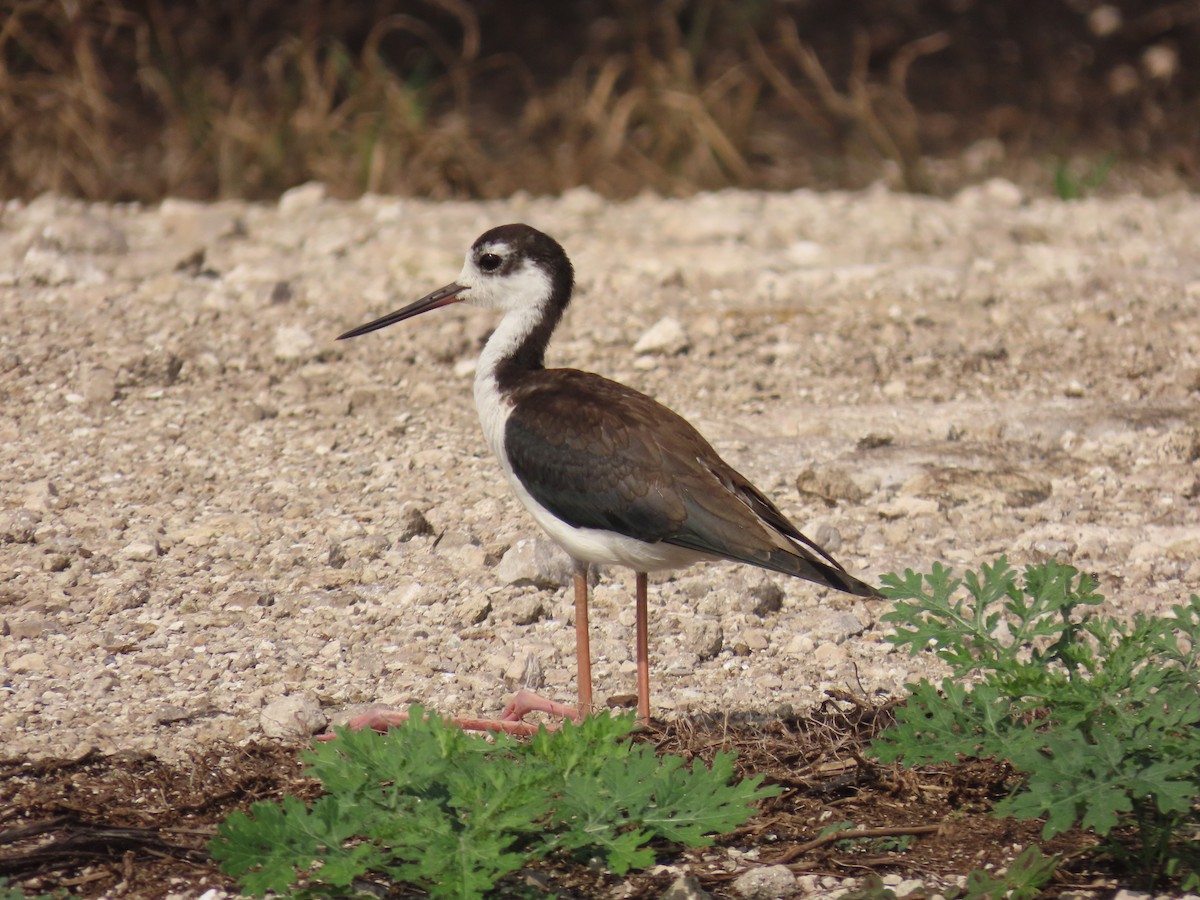 Black-necked Stilt - ML641572707