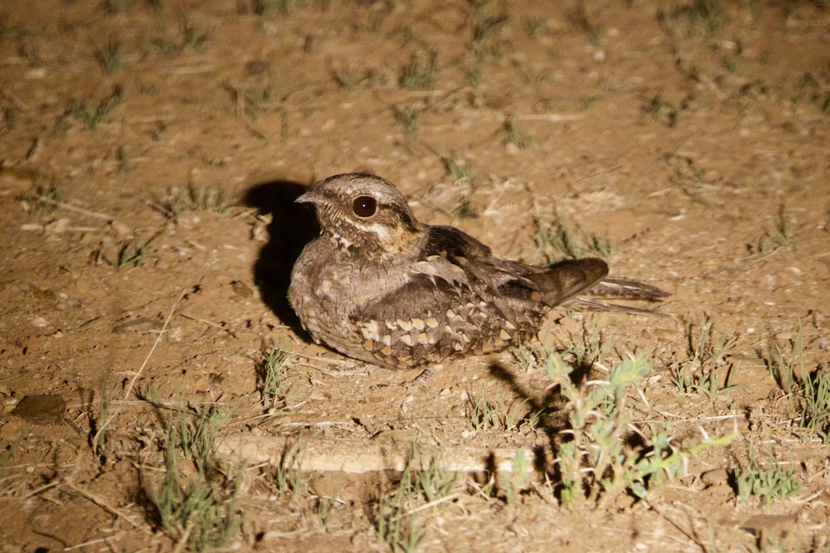 Rufous-cheeked Nightjar - ML641572715