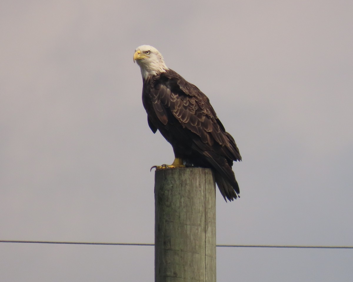 Bald Eagle - ML641572732