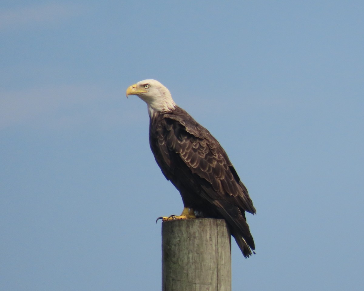 Bald Eagle - ML641572733