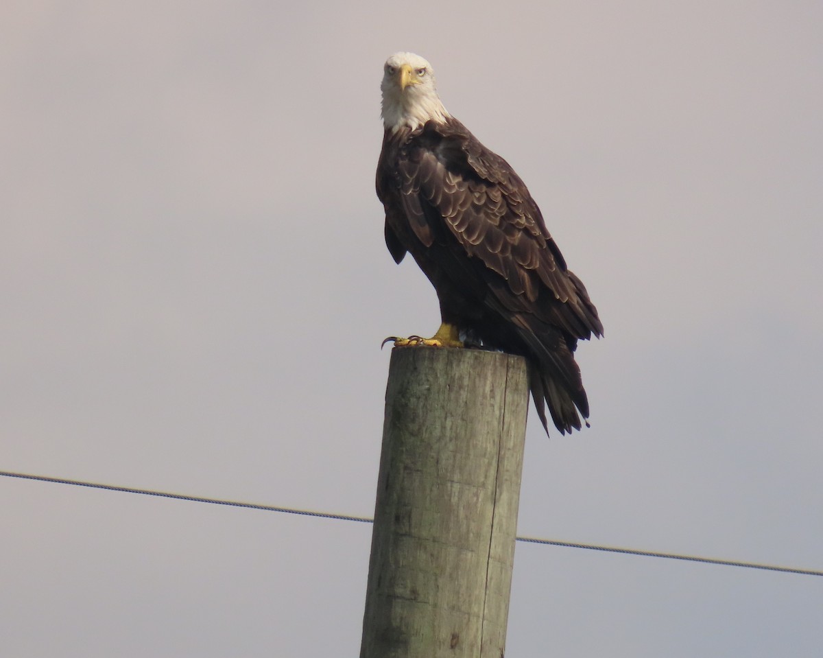 Bald Eagle - ML641572734